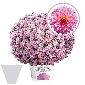 Afbeelding van Bolchrysant gehoest P19 "Geen Kleur"!!! Pink